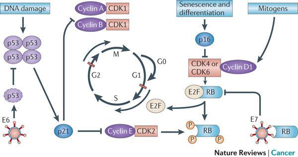 Testes Laboratoriais: DNA HPV - região L1, E1, E6/E7: Presença do DNA do HPV Detecção do mrna (E6; E7): Actividade dos principais oncogenes envolvidos