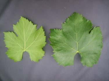 cultivar Moscatel Branco.