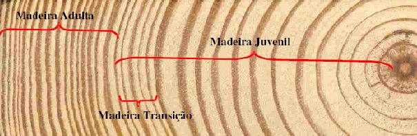 16 Nos dois casos considera-se que a região da madeira juvenil compreende o segmento do raio, a partir da medula, em que se verifica acréscimo marcante na propriedade (comprimento das fibras ou