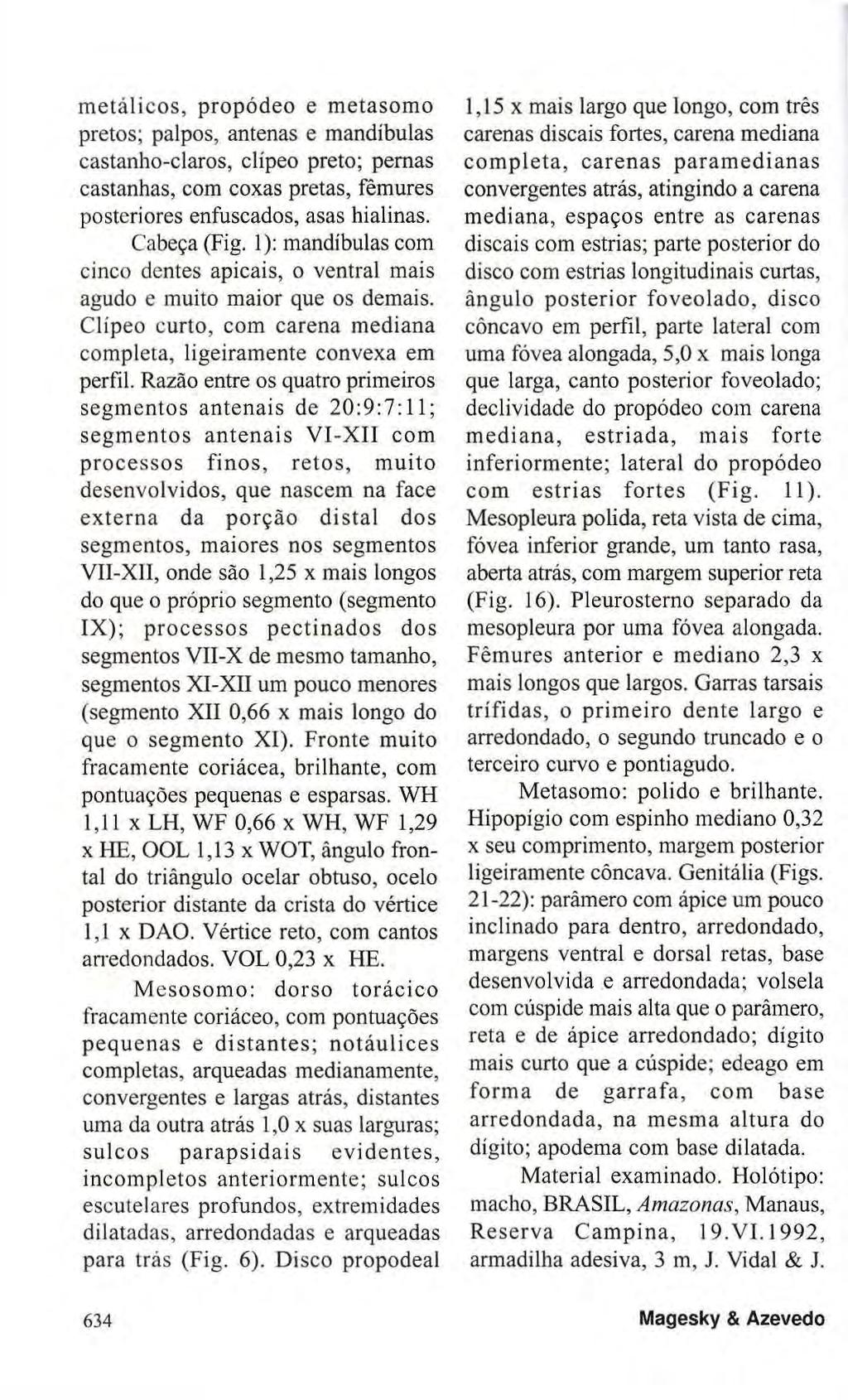 metálicos, propódeo e metasomo pretos; palpos, antenas e mandíbulas castanho-claros, clípeo preto; pernas castanhas, com coxas pretas, fêmures posteriores enfuscados, asas hialinas. Cabeça (Fig.