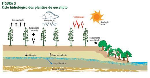 Desde 1995 a Aracruz estuda e quantifica cientificamente os componentes do ciclo hidrológico em uma área representativa de seus plantios de eucalipto no Espírito Santo.