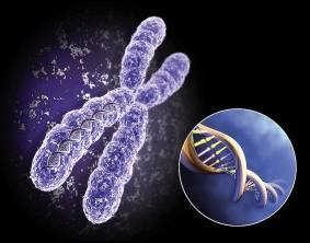 1 Transmissão das características hereditárias Como são transmitidas as