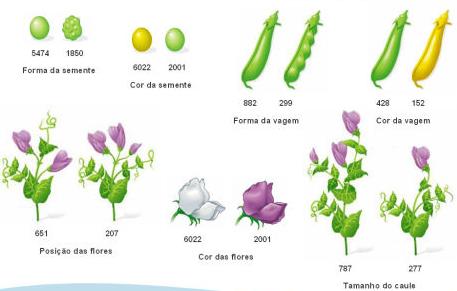 CARACTERÍSTICAS DESCONTÍNUAS ESTUDAS POR MENDEL EM Pisum sativum Mendel utilizou apenas características