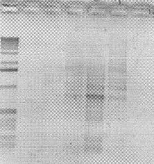 44 1 2 3 4 5 6 7 2 Kb 1 Kb 0,5 Kb Figura 7 - Gel de agarose 1% para visualização dos fragmentos amplificados pelo primer Lep_1 do gene da leptina.
