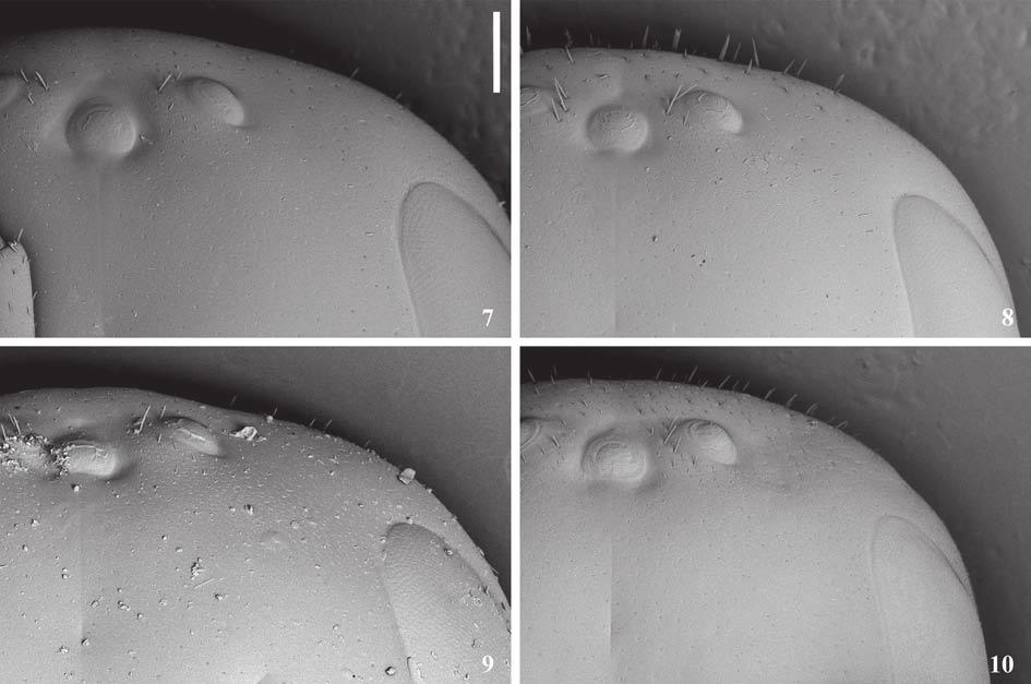 18 Marchi & Melo Figs. 7-10. Detalhe da fronte superior e vértice, vista frontal: 7. Lestrimelitta limao (Smith); 8. Lestrimelitta rufipes (Friese); 9. Lestrimelitta spinosa sp. nov.; 10.
