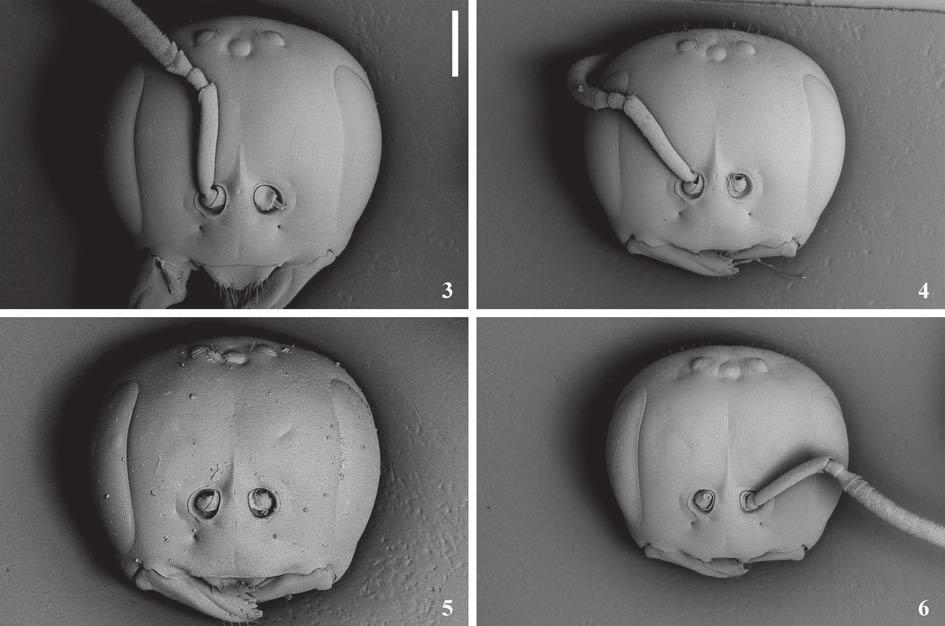 14 Marchi & Melo Figs. 3-6. Cabeça, vista frontal: 3. Lestrimelitta limao (Smith); 4. Lestrimelitta rufipes (Friese); 5. Lestrimelitta spinosa sp. nov.; 6. Lestrimelitta tropica sp. nov. Escala = 500 µm.