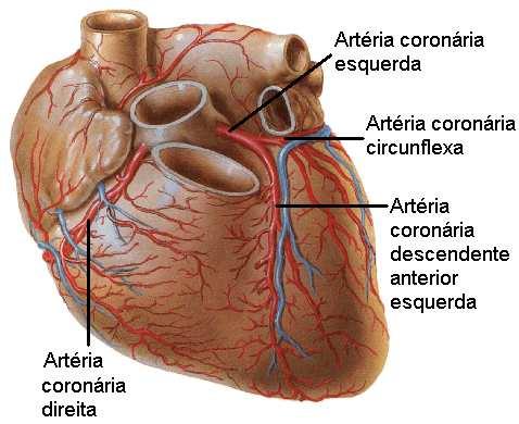 O CORAÇÃO O coração é um órgão oco, um pouco maior que uma mão fechada e dividido internamente em quatro câmaras ou cavidades: dois átrios e dois ventrículos.