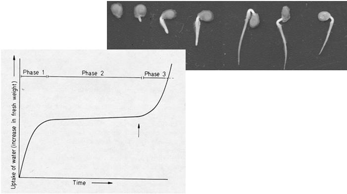 Teor de Água (%) Período de Embebição (h) O PROCESSO DE GERMINAÇÃO A) FASE I: EMBEBIÇÃO REATIVAÇÃO DO METABOLISMO Entrada de água Início Respiração Início Digestão das Reservas B) FASE II: PROCESSO