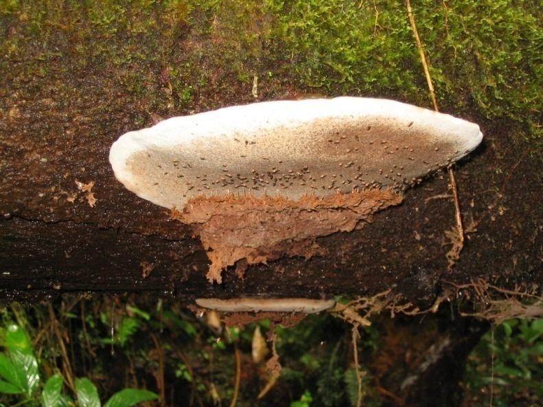 madeira pode ser atacada ainda em pé, mas o