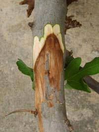 4 Doenças da igueira ( icus carica L.) no Estado do Ceará oto: Benedito de Brito Cardoso ig. 5. Planta jovem de figueira com sintomas típicos de podridão de Sclerotium rolfsii no colo. ig. 4.