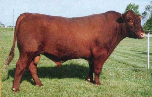 2) Em bovinos da raça Shorthorn ocorre ausência de