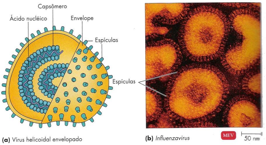 Vírus helicoidal envelopado. ~ esféricos Ex.