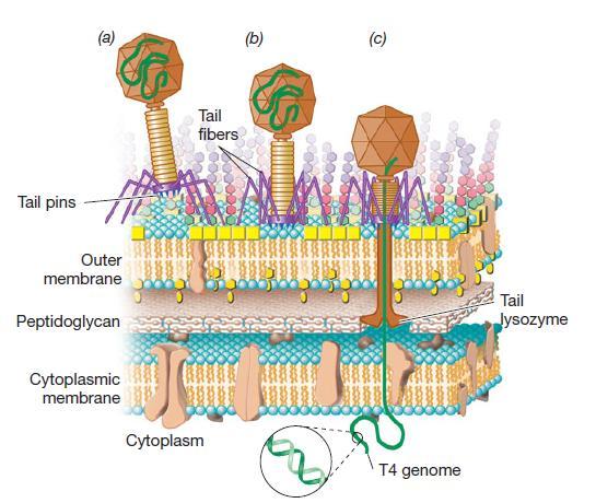 Vírus complexo. Bacteriófago T-par.