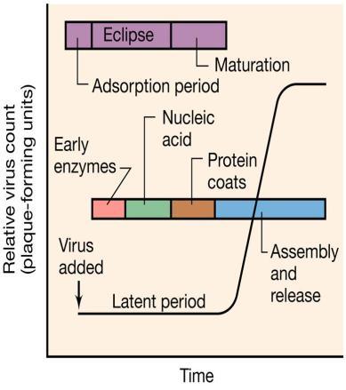 Curva de crescimento, em etapa única, da replicação viral Infectividade das partículas virais desaparece (desnudamento das partículas) Organização de ácido nucléico e proteínas partículas virais