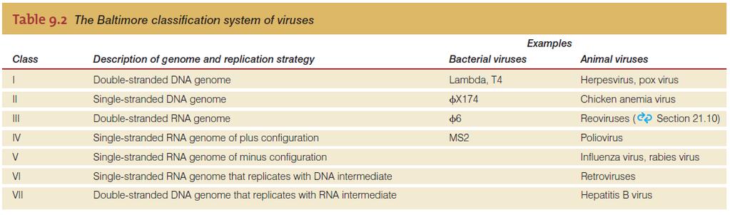 nucléico viral codifica poucos genes necessários à biossíntese de novos vírus.