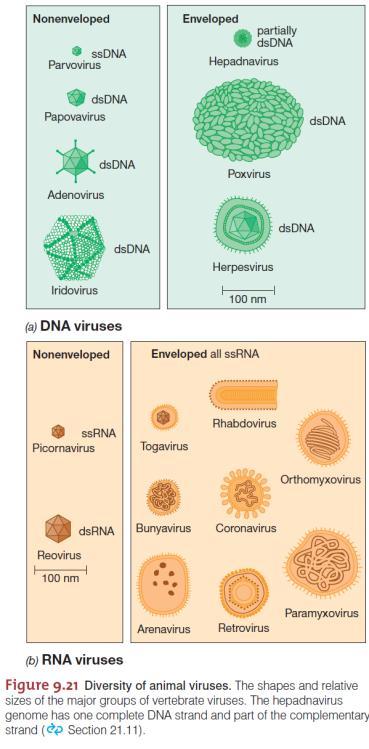 Lisogenia Apresenta 3 consequências para a célula hospedeira: 1. célula lisogênicas são imunes à reinfecção pelo mesmo fago (mas não a outros tipos) 2. fago conversão: adquirem novas propriedades.