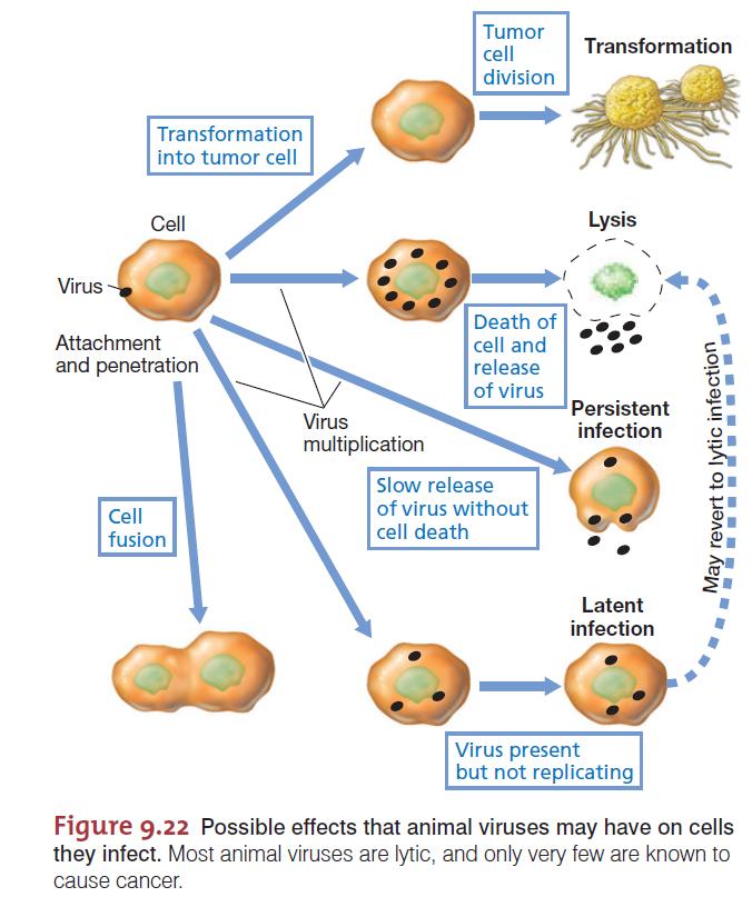 Vírus animais Divisão da célula tumoral Transformação em célula tumoral Lise Ligação e penetração Fusão celular Morte celular e liberação de vírus Liberação lenta dos vírus, sem morte celular