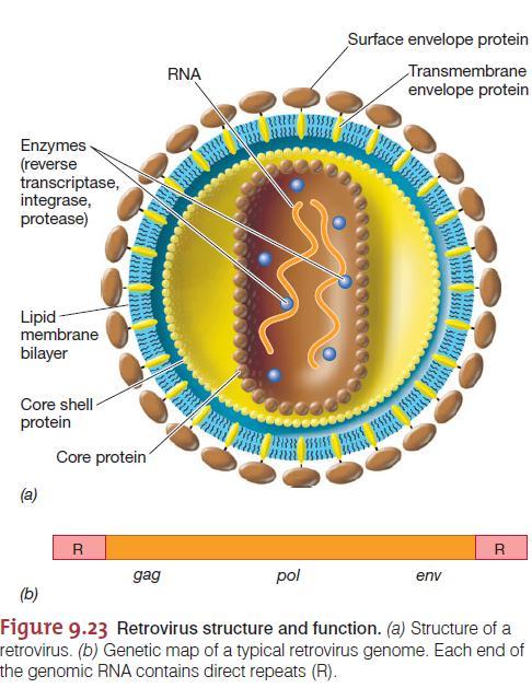 Família Retroviridae Vírus de RNA Retro = para trás Transferem informações de maneira reversa (de RNA para DNA) Muitos retrovírus infectam vertebrados Gênero Lentivirus inclui as subespécies HIV-1 e