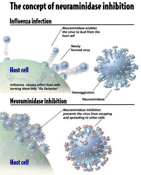 Mecanismo de ação da droga anti-viral Aciclovir.