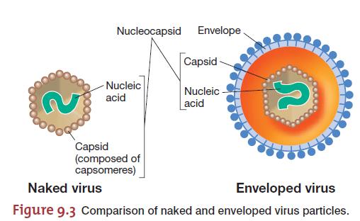 Vírus Estrutura Vírus que não são cobertos por envelopes: não envelopados capsídeo que protege o genoma viral do ataque pelas nucleases dos líquidos