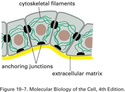 Junções de ancoramento no epitélio A bicamada lipídica é tênue e imprópria para transmitir força mecânica entre células.