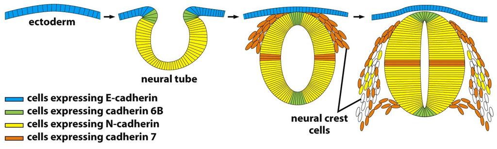 Mudança no padrão de expressão de caderinas durante a construção do sistema nervoso Caderina E Caderina N