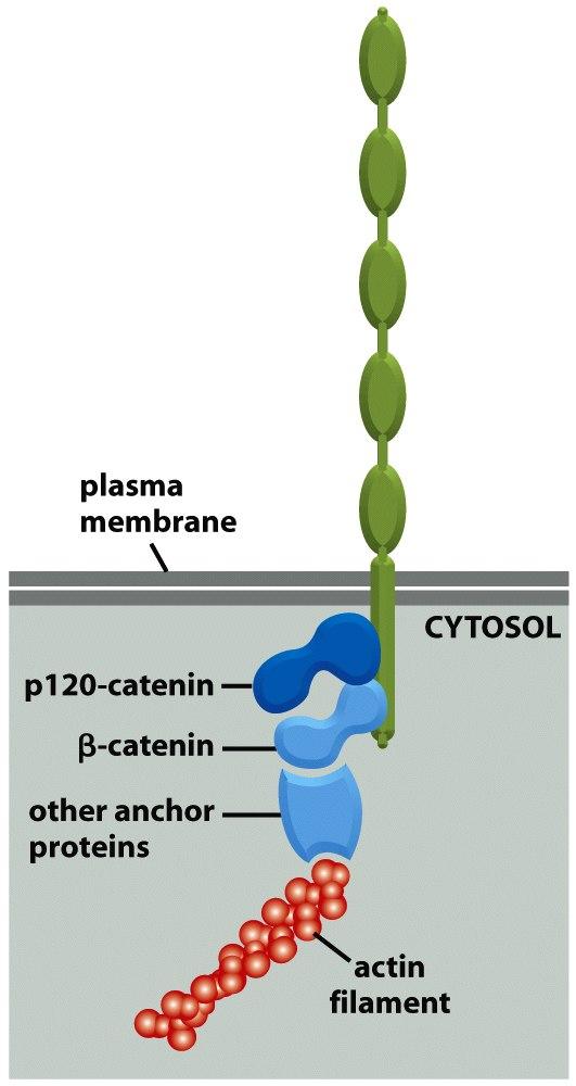Junções Aderentes Repetição de caderina Ligação de caderinas aos filamentos de actina A ligação é