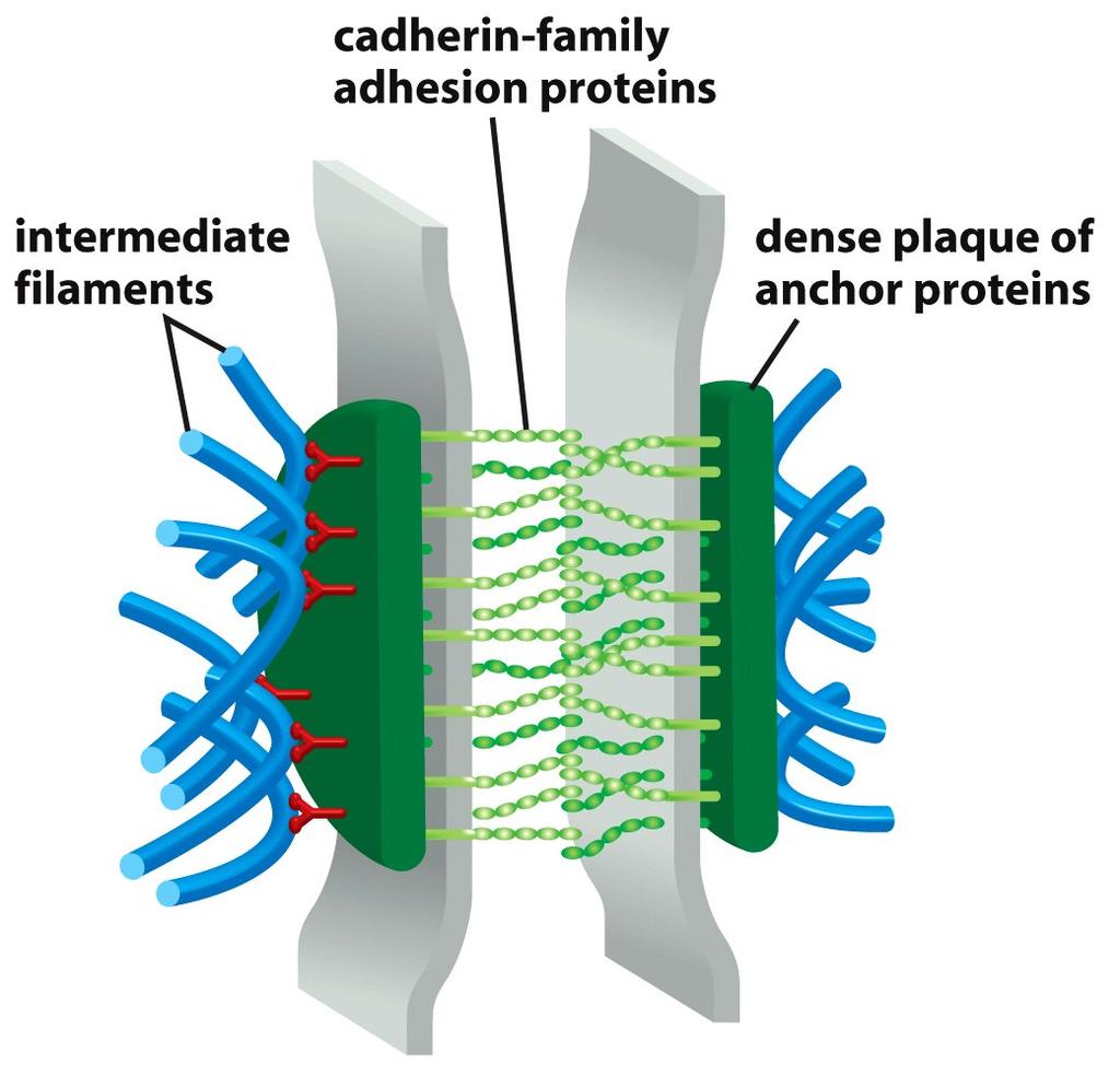 Desmossomos conectam filamentos intermediários entre as células Sítios de ancoramento para filamentos intermediarios - Filamentos de queratina (c. epiteliais) - Filamentos de desmina (c.