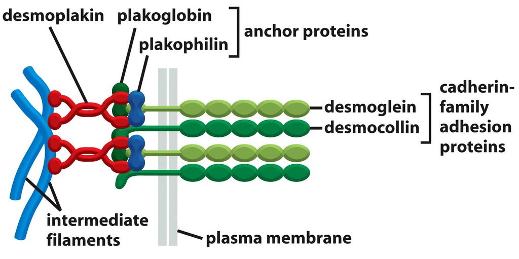 Alguns dos componentes moleculares dos Desmossomos intracelulares