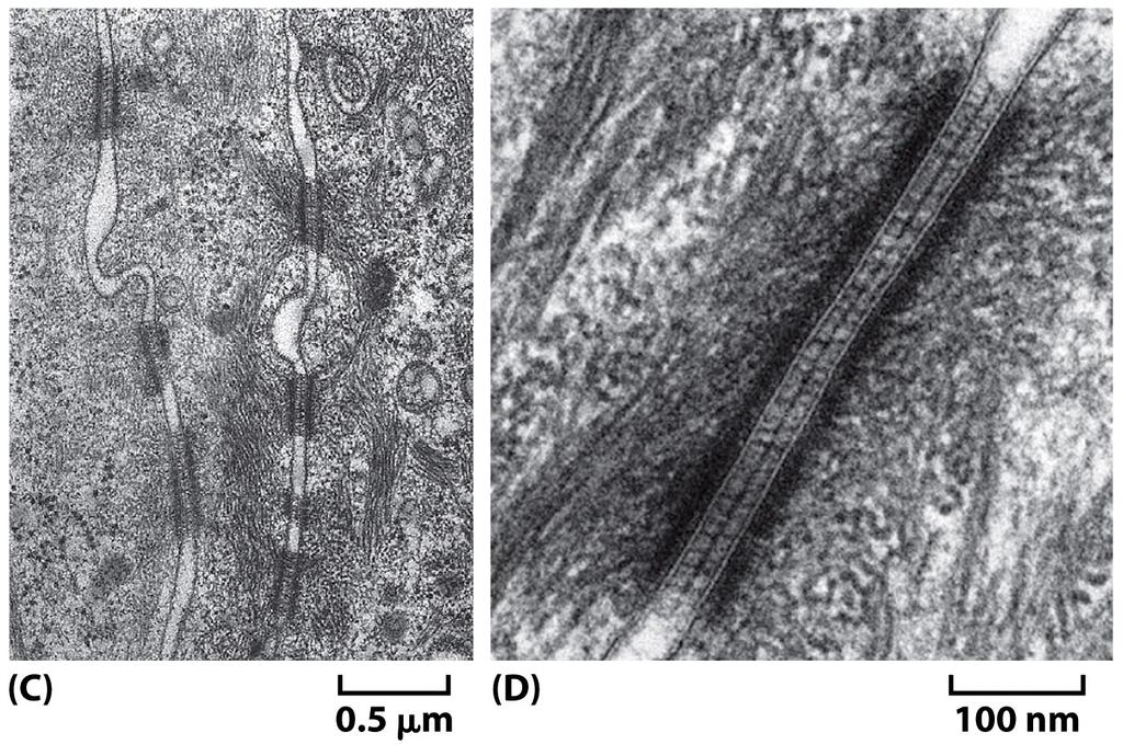 Figure 19-17c, d Molecular Biology of the Cell ( Garland