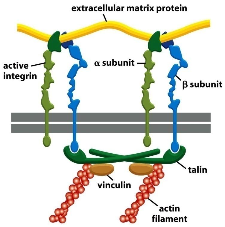 Junções de ancoramento formadas por Integrinas Junções célula-matriz extracelular São comumente mediadas por Integrinas