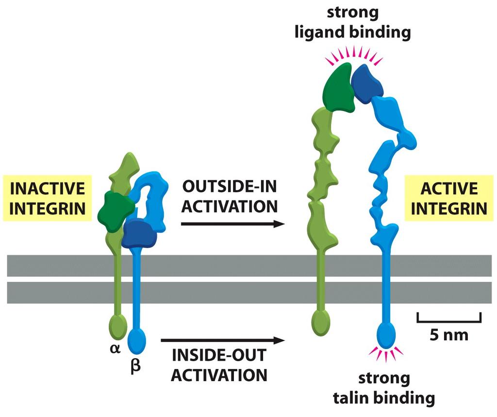 Integrinas - Heterodímeros transmembrana (alfa e beta) - Receptores para proteínas da matriz extracelular (colágenos, lamininas, fibronectina) - Liga-se a seus ligantes de forma