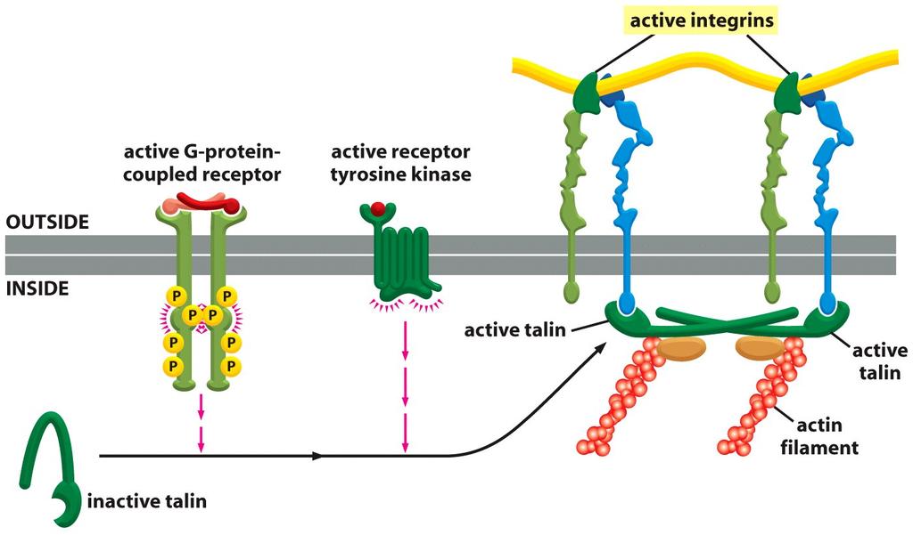 Regulação da atividade de ligação extracelular de integrinas Sinal extracelular Cascata de