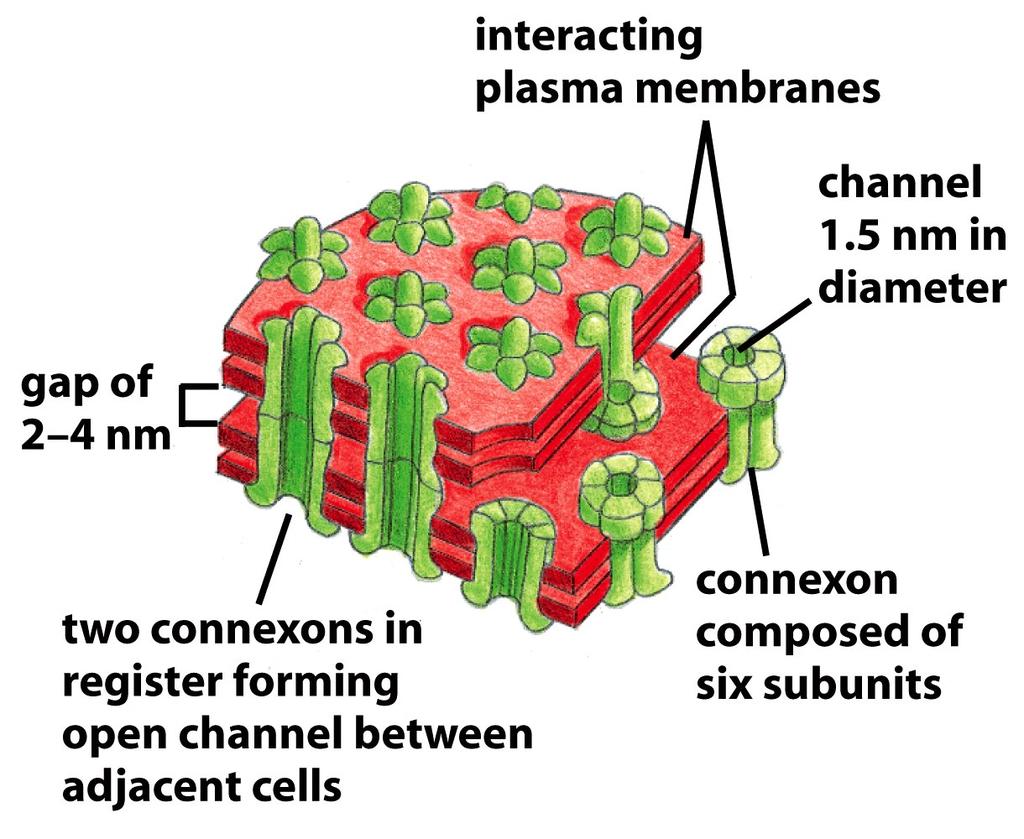O hemi-canal ou Conexon: formado por seis unidades da proteína