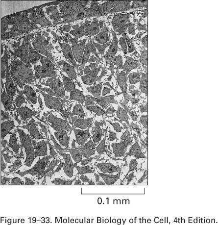 Matriz Extracelular - Matriz extracelular preenche espaço extracelular - Proteínas e polissacarídeos secretados localmente - ConsFtuição, rigidez variável - A matriz forma a lamina basal na