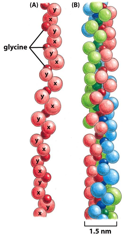 Colágenos - Colágeno: proteína mais abundante em mamíferos - Constituídas por 3 cadeias polipeptídicas - fita tripla helicoidal cadeias α enroladas - força tensora ~40 tipos de moléculas de colágeno