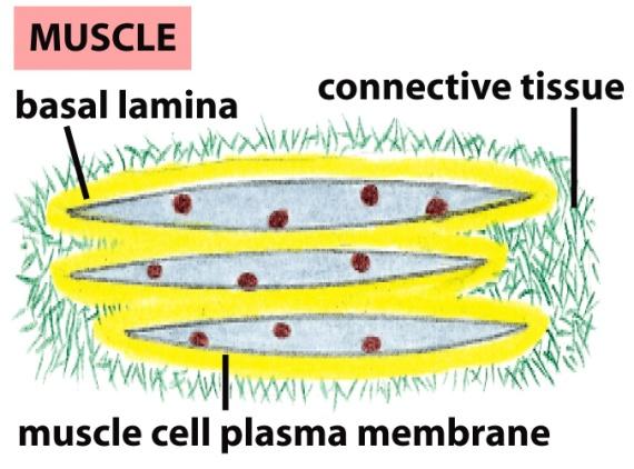 Lâmina Basal - Camadas flexíveis de matriz extracelular