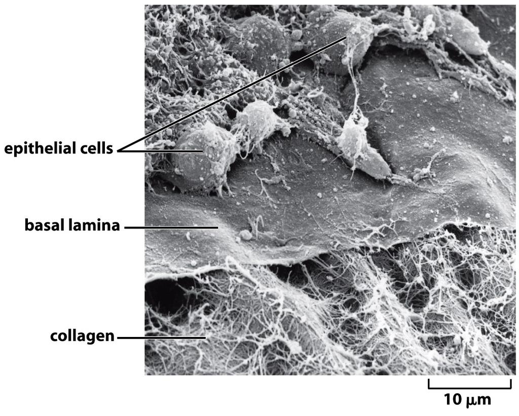 Lâmina Basal Composição varia - Laminina -Colágeno tipo IV -Nidogenio -
