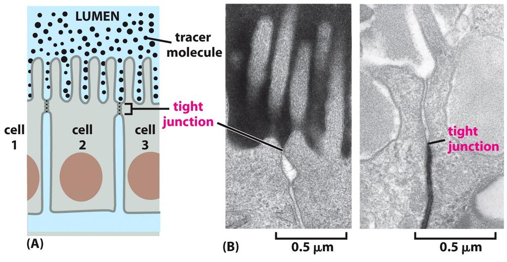 Junções compactas: barreiras à difusão de soluto Molécula traçadora aplicada na região apical Molécula