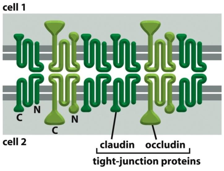 proteínas de células adjacentes Fitas de proteínas da junção compacta - Claudinas principal componente