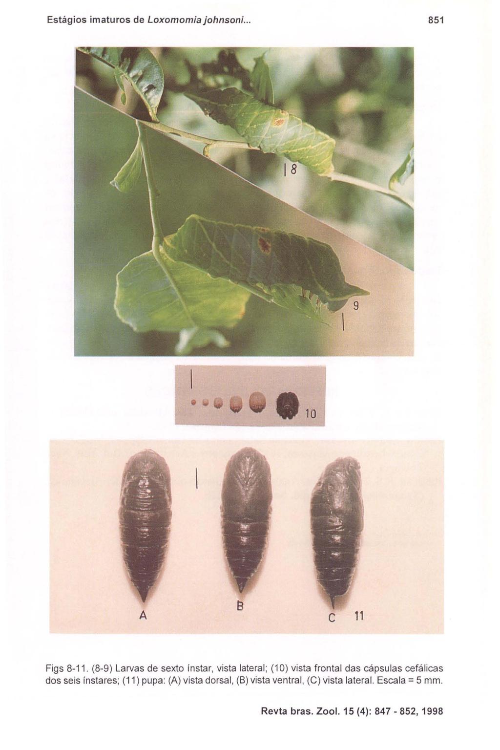 Estágios imaturos de Loxomomia johnsoni... 851 A B c 11 Figs 8-11.