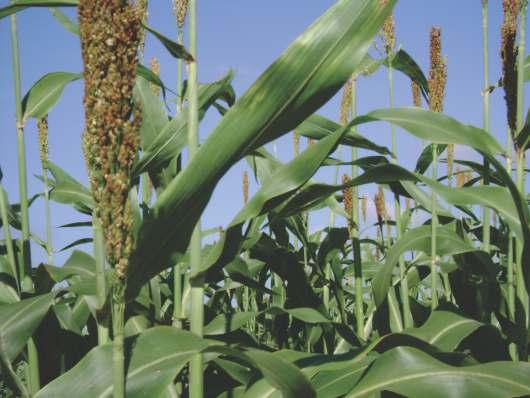 ISSN 1679-0464 Guia de Diagnose Visual de Deficiências Nutricionais em Sorgo-Sacarino 31 Introdução Um elemento sem o qual a planta não vive é chamado nutriente e, de acordo com seu teor, o estado