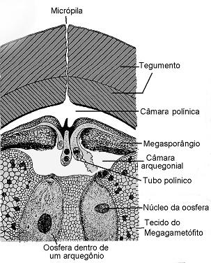Menezes, N.L. A B Figura 5. Óvulo de cicas (A) e de pinus (B). Retirado Menezes et al. (2006).