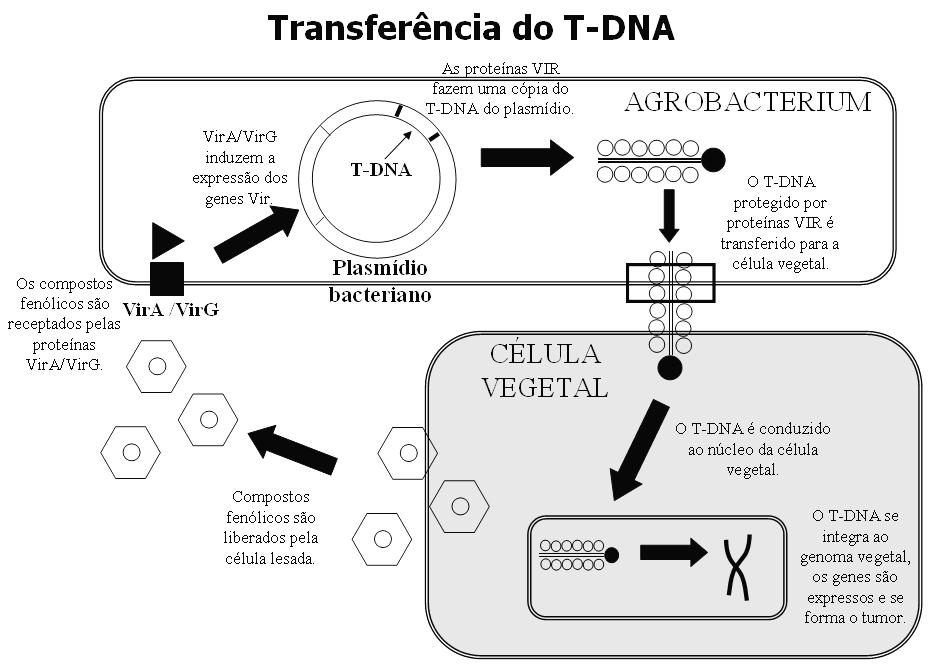 Rossi, M.M. & Domingues, D.S. Figura 6.