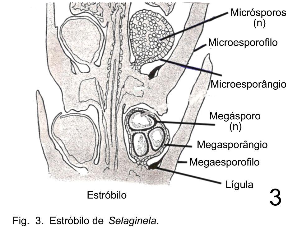 Menezes, N.L. Figura 2. Embrião de uma filicínea desenvolvendo-se sob o gametófito feminino desprotegido. Retirado de Menezes et al. (2006).