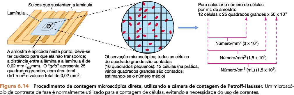 Crescimento de populações microbianas Medindo o