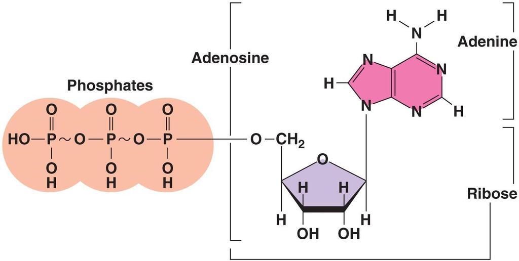 The Structure of ATP Copyright 2010