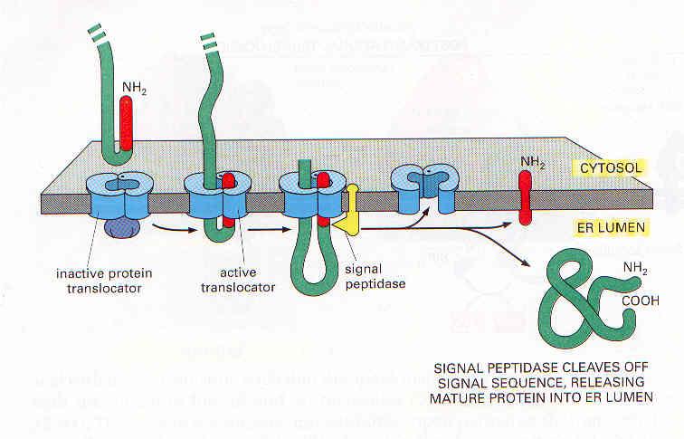 Proteína solúvel Sinal sequência liga-se ao SRP (Particula de Reconhecimento do Sinal) O translocador abre o poro permitindo a entrada da proteína denaturada como um loop Peptidase cliva