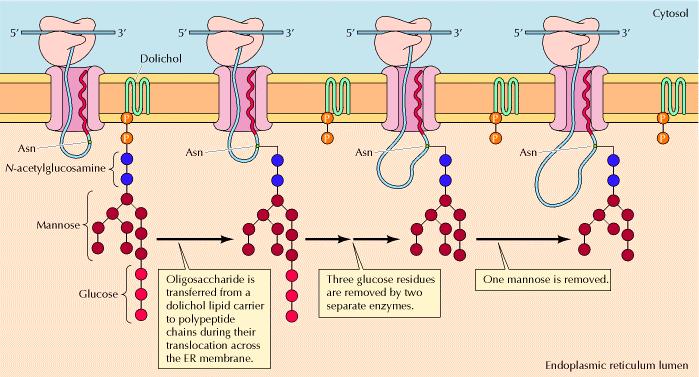 Modificação pós-tradução de proteínas Glicosilação de proteínas é um processo co-tradução.