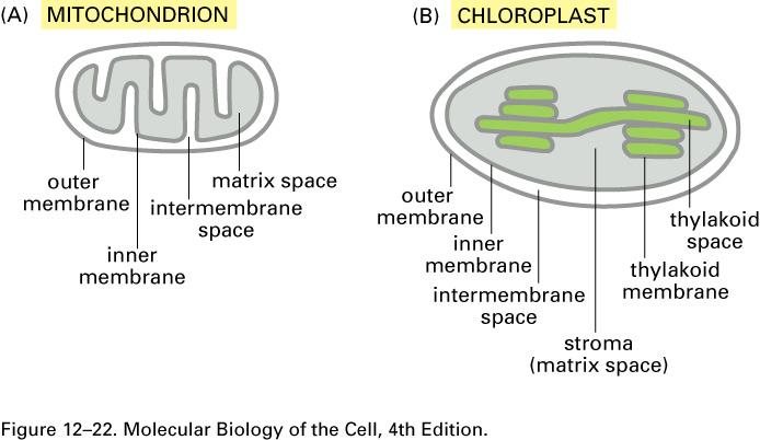 Via translocadores Transporte de proteínas citosol-mitocôndria -compartimentos apresentam